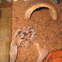 Grammostola concepcion F. "Kitty-Kitty"