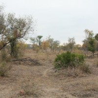 Opistacanthus validus habitat
