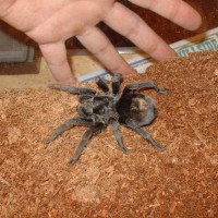 Grammostola pulchra