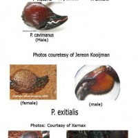 Rough Pandinus ID guide