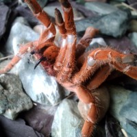 King baboon tarantula