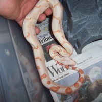 '07 male Sunglow Boa