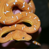 Bella, a baby Emerald Tree Boa