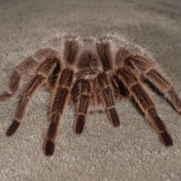 Grammostola Rosea