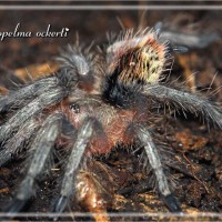 Thrixopelma ockerti