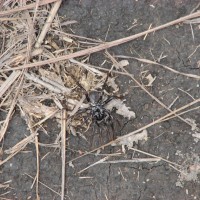 Venezuela Tarantula