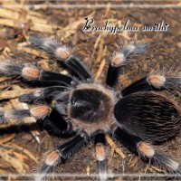 B smithi