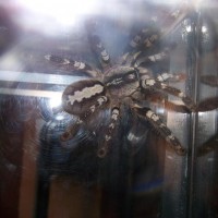 P. regalis Female