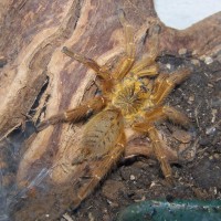 P. murinus Male