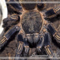 Homoeomma sp "blue"