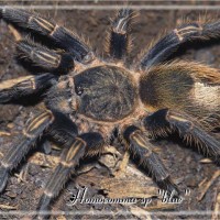 Homoeomma sp "blue"