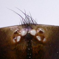 Ancylotrypa eyes