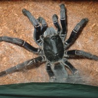 haplopelma