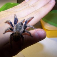 cyclosternum sp from peruvian andes