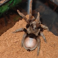 Big Grammostola pulchra girl in need of moult.