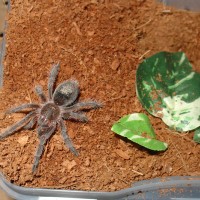 grammostola spec formosa