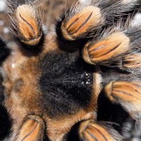 B smithi