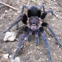 A. seemanni mature male