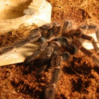 L. Parahybana