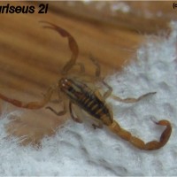 C. griseus 2i