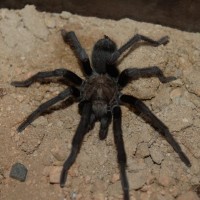 is this a Aphonopelma chalcodes ??