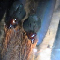 Poecilotheria palpal bulbs L/loaded R/empty