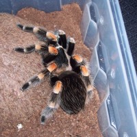 B. smithi female