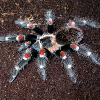 Brachypelma auratum