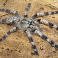 Poecilotheria miranda