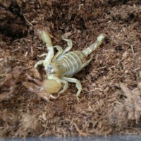 scorpion maurus palmatus