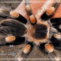 B smithi