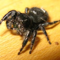 Phidippus audax