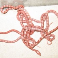 Red Rat Snakes