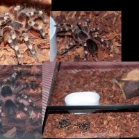 Unknown tarantula, ID please?