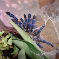 Poecilotheria metallica