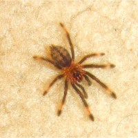 Little P. cambridgei