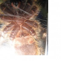 P. Regalis