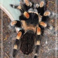 B smithi