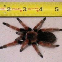 B. boehmei