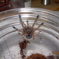 Ephebopus murinus ?