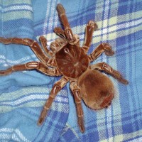 Theraphosa blondi