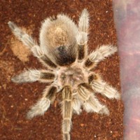 Grammostola Rosea