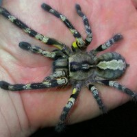 Poecilotheria regalis