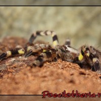 P. Regalis