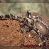 P. Regalis