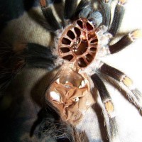 Brachypelma auratum