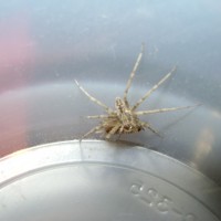 ID Spider