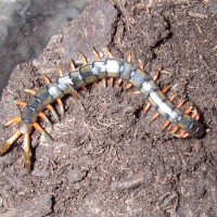 Scolopendra cingulata, "Israeli Black" form