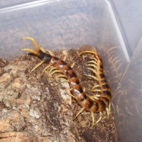 Scolopendra heros heros