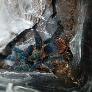 0.1 Dolichothele diamantinensis